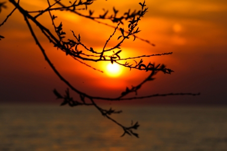 Wonderful Sunset - nature, lake, trees, waterside, sunset