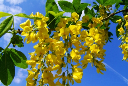 Yellow Acacia Gold - flowers, nature, yellow, acacia, gold