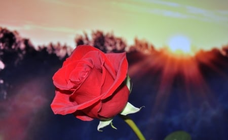 Red Rose At Sunset - red, rose, flowers, trees, sunset, nature