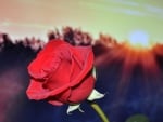 Red Rose At Sunset