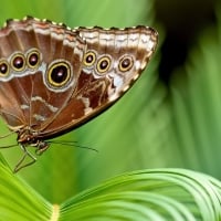 painted lady butterfly