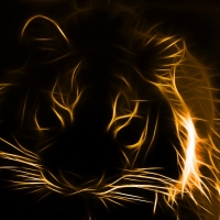 tiger
