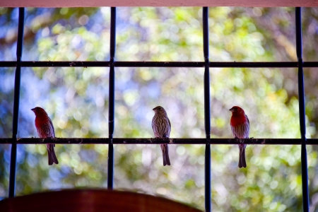 The Three Robins - robins, winged creatures, animals, birds