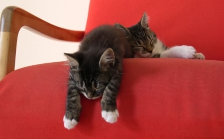 Sleepers. - tired, kittens, sleepy, chair