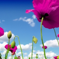 Poppy Field