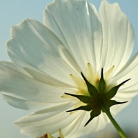 White Poppy