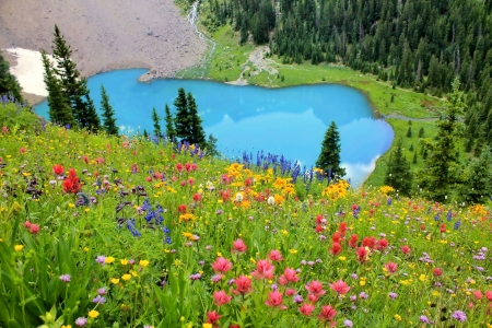 Flowers near blue lake - pretty, blue, beautiful, slope, grass, meadow, freshness, mountain, flowers, wildflowers, nature, lake