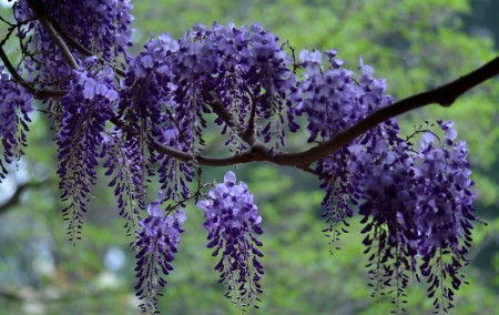 Wisteria - tree, blossoms, garden, blue