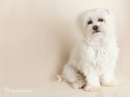 White puppy - white, puppy, dog, rachael hale, animal, june, cute