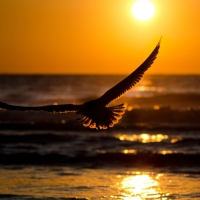 Bird at Beach Sunset