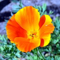 Yellow Poppy