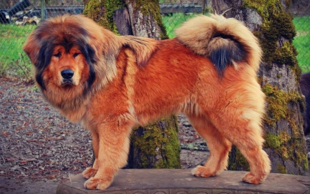 Brown Tibetan Mastiff - brown, dog, mastiff, animal, tibetan