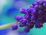 Lovely Blue Flowers