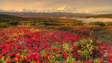 Beauty of Nature - flowers, fog, sunset, mountain