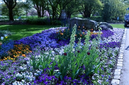 Springtime in Park - blossoms, flower, tulips, trees, pansies, blue