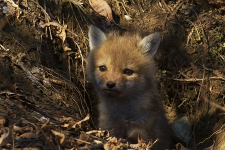 Fox Pup - wilderness, predator, sweet, cave, anxious