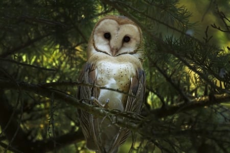 Barn Owl - nature, twig, tree, resting, raptor