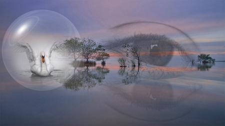 Untitled - wood, swan, background, eyes