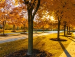 Autumn Road