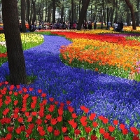 Hitachi Seaside Park, Japan