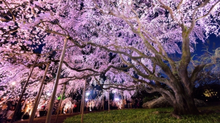 Springtime Tree - blooming, park, blossoms, japan