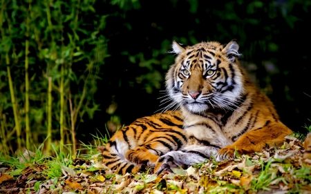 tiger - forest, cat, tree, tiger, grass