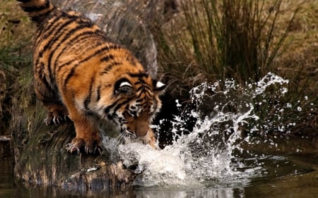 tiger - forest, water, tiger, cat