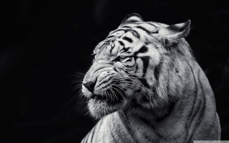 white tiger - cat, white, feline, tiger