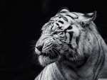 white tiger