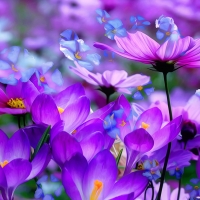 Flowers background