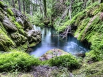 Beautiful Forest Waterfall