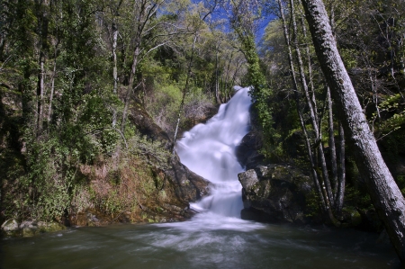 Raging Forest Waterfall - nature, forest, trees, waterfall