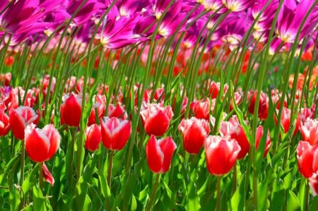 Hitachi Flower Park, Japan - blossoms, tulips, petals, spring, colors