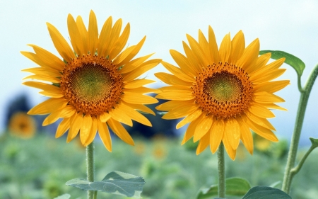 Sunflowers - yellow, blossoms, petals, summer, field