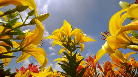 Garden Lilies - nature, sky, blossoms, yellow, petals, leaves, petas, plants