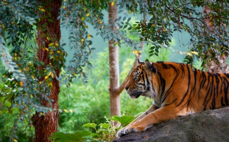 Tiger relaxation - Animals, Tree, Tiger, Cats