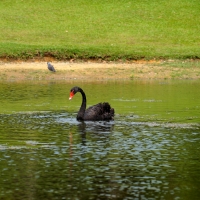 Black Swan