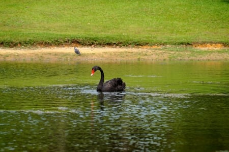 Black Swan - bird, black, water, swan