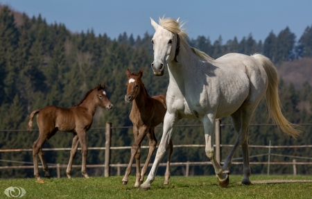 Beautiful Horses-OliverSeitz - horses, field, animals, beautiful