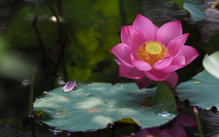 Purple Lotus - lily, petals, water, leaves, pond, exotic