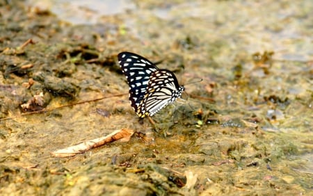 Butterfly - butterfly, black, insect, white