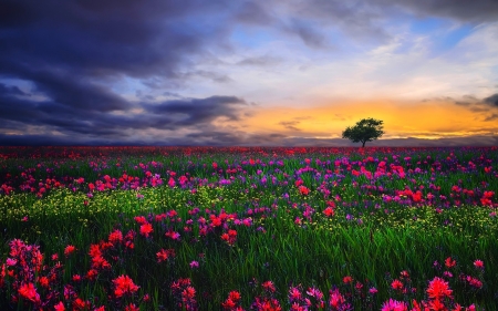 Beauty Spring - meadow, field, spring, beautiful, clouds, red, green, tree, flowers, sunrise