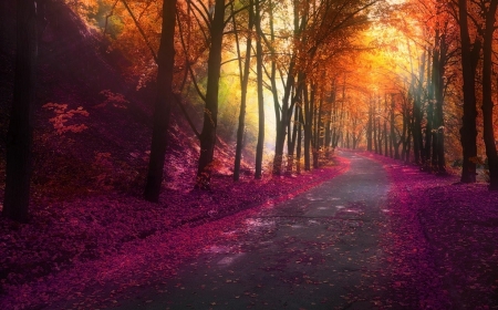 Autumn Park - sunlight, trees, hills, magenta, park, road, mist, fall, yellow, beautiful, leaves