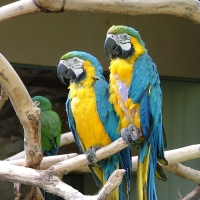 *Blue and yellow macaws*