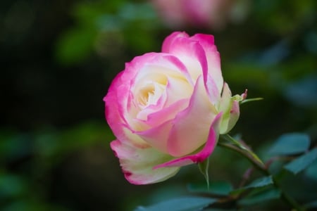 Colorful Rose - blossom, garden, leaves, petals