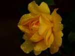 Yellow Rose