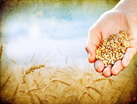 The seeds - seed, wheat, earth, sower