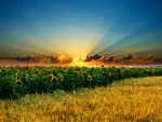 sunrise over sunflower field