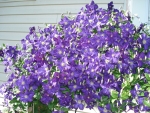 Blue clematis