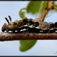 Caterpillar